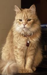 Lost Female Cat last seen Nelson and codrington, Barrie, ON L4M