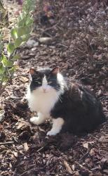 Lost Female Cat last seen Thornwood & Auberndale, San Diego, CA 92111