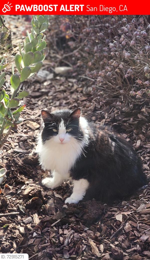 Lost Female Cat last seen Thornwood & Auberndale, San Diego, CA 92111