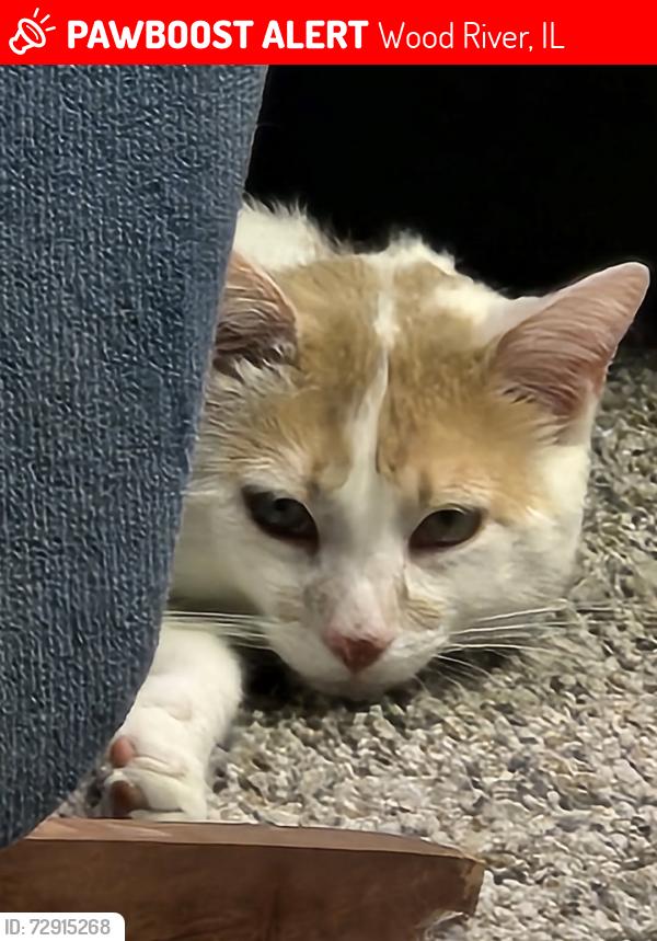 Lost Male Cat last seen central, Wood River, IL 62095