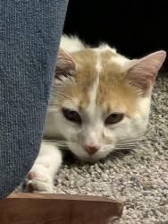 Lost Male Cat last seen central, Wood River, IL 62095