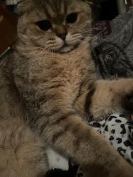 Reunited Male Cat last seen Near SE 278TH PL, Kent, WA 98030