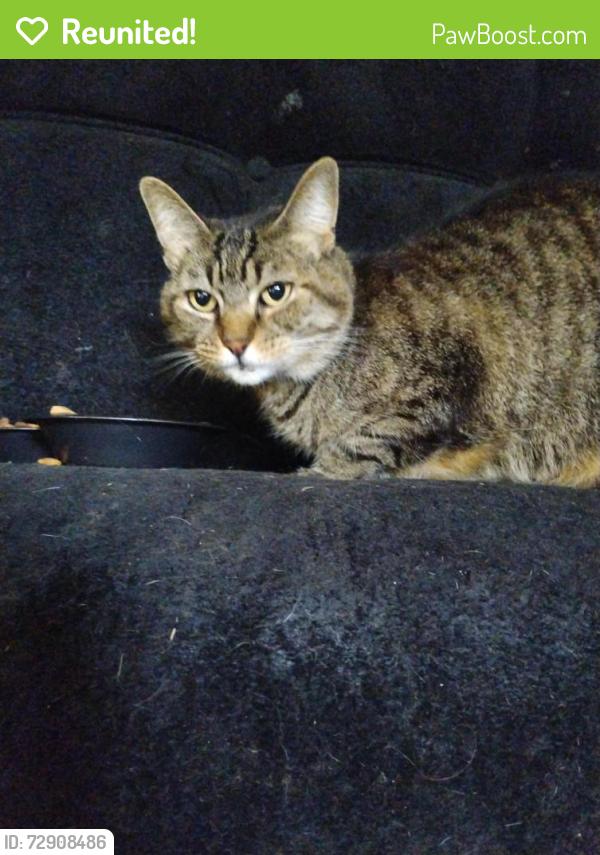 Reunited Female Cat last seen Raymond and Sherman , Indianapolis, IN 46203