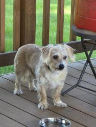 Reunited Male Dog last seen Near se 263rd,  kent, Kent, WA 98042