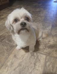 Lost Male Dog last seen Near Cordova St Saint Augustine, FL  32084 United States, St. Augustine, FL 32084