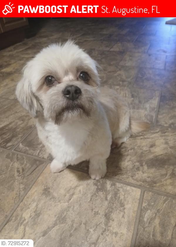Lost Male Dog last seen Near Cordova St Saint Augustine, FL  32084 United States, St. Augustine, FL 32084