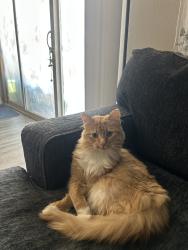 Lost Male Cat last seen Mountain Trail Loop NE, Rio Rancho, NM 87144