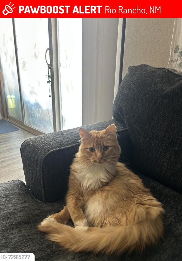 Lost Male Cat last seen Mountain Trail Loop NE, Rio Rancho, NM 87144
