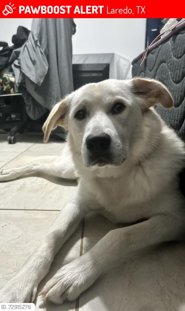 Lost Female Dog last seen Beefalo ln, Laredo, TX 78046