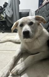 Lost Female Dog last seen Beefalo ln, Laredo, TX 78046
