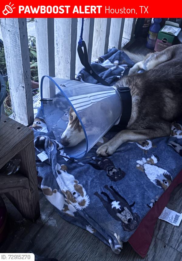Lost Male Dog last seen Liberty Rd, Fields St, Attwater St, Tate St, Houston, TX 77028