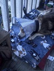 Lost Male Dog last seen Liberty Rd, Fields St, Attwater St, Tate St, Houston, TX 77028
