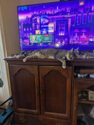 Lost Male Cat last seen Dixie chili, Covington, KY 41014