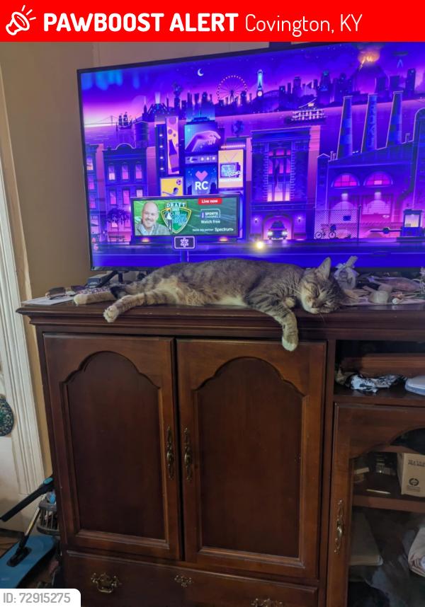 Lost Male Cat last seen Dixie chili, Covington, KY 41014