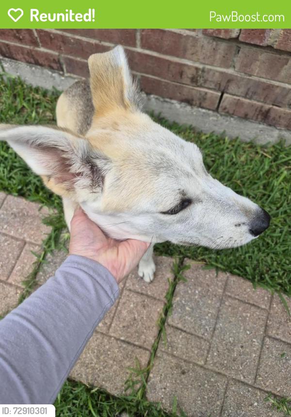 Reunited Female Dog last seen Lonesome Dove and Blue Duck Trail, Arlington, TX 76002