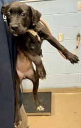 Shelter Stray Female Dog last seen Near Chamblee Tucker Rd, Chamblee, GA 30341, 30341, GA, Atlanta, GA 30341