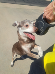 Found/Stray Male Dog last seen 64th Street and E Ellis St, Mesa, AZ 85207