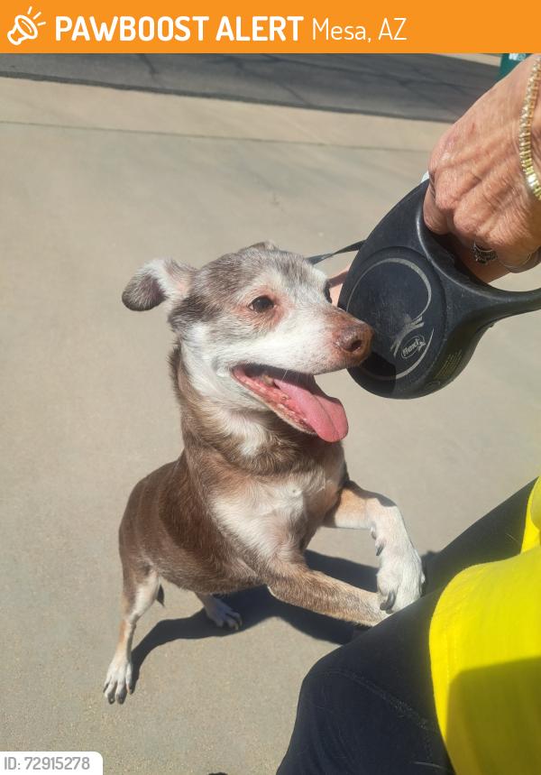 Found/Stray Male Dog last seen 64th Street and E Ellis St, Mesa, AZ 85207