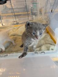 Shelter Stray Female Cat last seen Clint, TX 79836, Fort Bliss, TX 79906