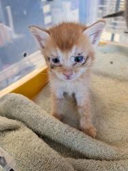 Shelter Stray Female Cat last seen Clint, TX 79836, Fort Bliss, TX 79906