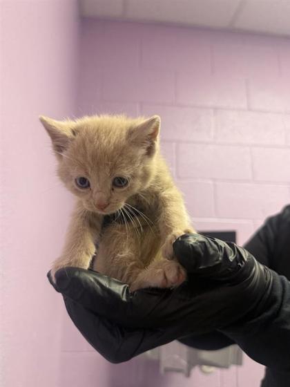 Shelter Stray Male Cat last seen El Paso, TX 79930, Fort Bliss, TX 79906