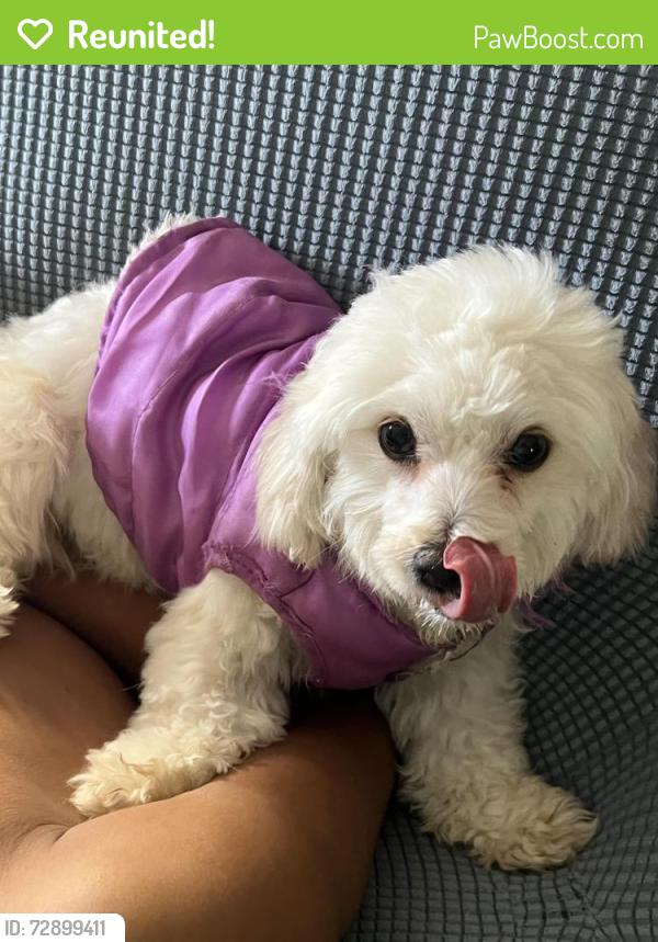 Reunited Female Dog last seen Near Inyo Ave, Modesto, CA 95358, USA, Modesto, CA 95358