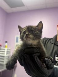 Shelter Stray Female Cat last seen El Paso, TX 79930, Fort Bliss, TX 79906