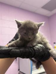 Shelter Stray Male Cat last seen El Paso, TX 79930, Fort Bliss, TX 79906