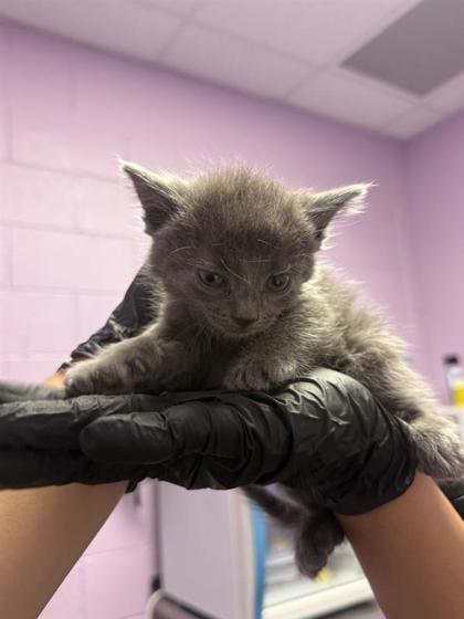Shelter Stray Male Cat last seen El Paso, TX 79930, Fort Bliss, TX 79906