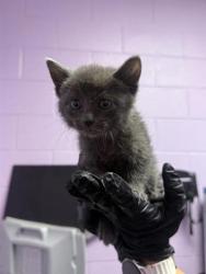 Shelter Stray Male Cat last seen El Paso, TX 79930, Fort Bliss, TX 79906