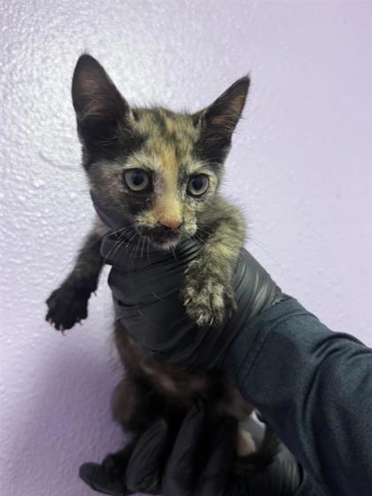 Shelter Stray Female Cat last seen El Paso, TX 79930, Fort Bliss, TX 79906