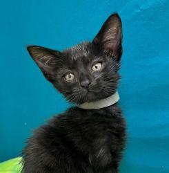 Shelter Stray Male Cat last seen Brazos County, TX , Bryan, TX 77807