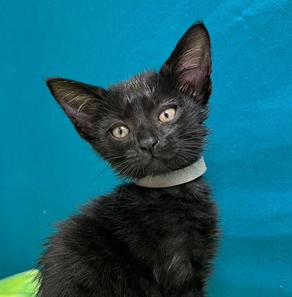 Shelter Stray Male Cat last seen Brazos County, TX , Bryan, TX 77807