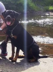 Reunited Male Dog last seen Lisbon ln, charlotte, Charlotte, NC 28206