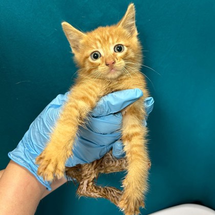 Shelter Stray Male Cat last seen Mile/Hwy 6, City of College Station, TX, 5359 Leonard Rd, Bryan, TX 77807, USA