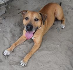 Shelter Stray Male Dog last seen Floral City, FL 34436, Inverness, FL 34450