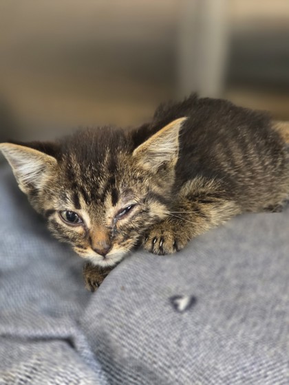 Shelter Stray Male Cat last seen La PRada and 635, 75150, TX, Mesquite, TX 75149
