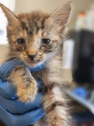 Shelter Stray Female Cat last seen Near Moon Dr, 75150, TX, Mesquite, TX 75149