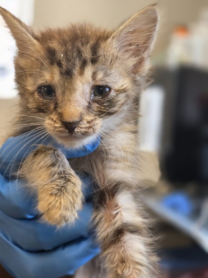 Shelter Stray Female Cat last seen Near Moon Dr, 75150, TX, Mesquite, TX 75149