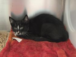 Shelter Stray Male Cat last seen Towne Centre Dr & Franklin Dr, 75149, TX, Mesquite, TX 75149