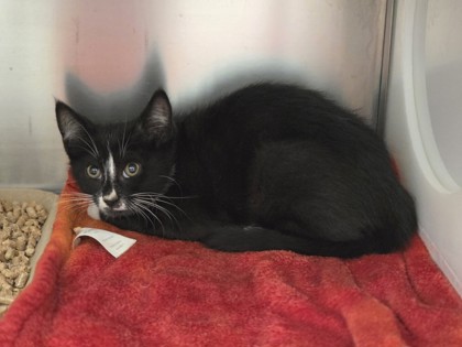 Shelter Stray Male Cat last seen Towne Centre Dr & Franklin Dr, 75149, TX, Mesquite, TX 75149