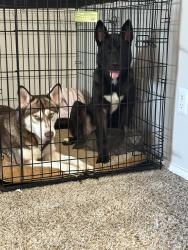 Reunited Unknown Dog last seen Forest ln Sman , Dallas, TX 75230