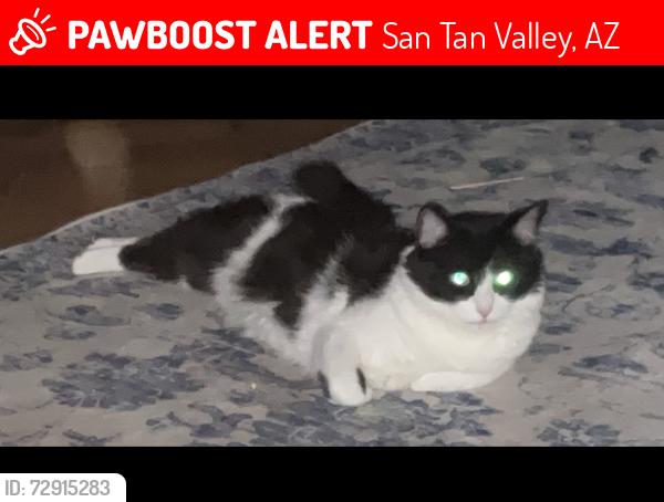 Lost Female Cat last seen Bella.Vista and e silversmith , San Tan Valley, AZ 85143
