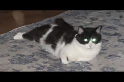 Lost Female Cat last seen Bella.Vista and e silversmith , San Tan Valley, AZ 85143