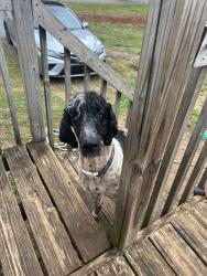 Reunited Male Dog last seen Off Noahtown Rd, Davidson County, NC 27360