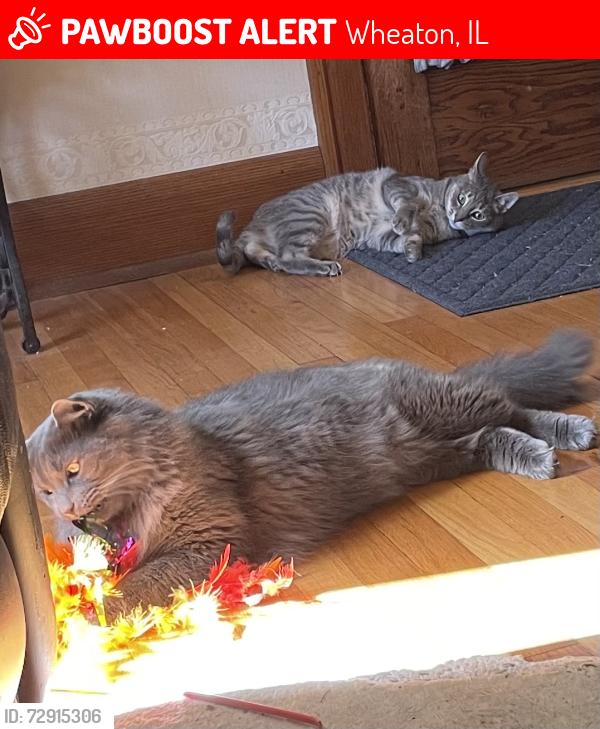 Lost Male Cat last seen Hale street and west evergreen street, Wheaton, IL 60187