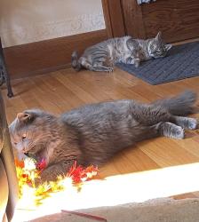 Lost Male Cat last seen Hale street and west evergreen street, Wheaton, IL 60187