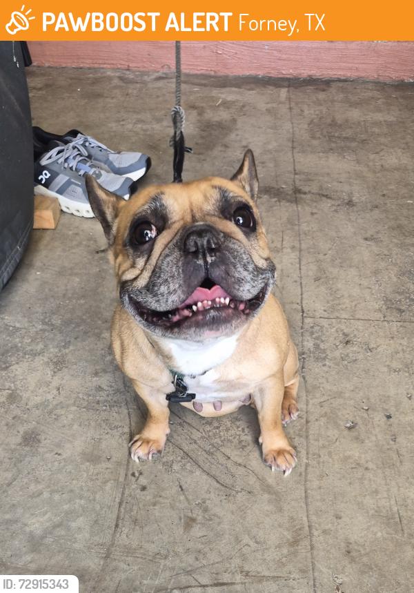 Found/Stray Unknown Dog last seen Ranger and Hound Hollow, Forney, TX 75126