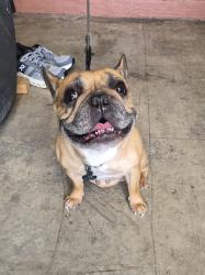 Found/Stray Unknown Dog last seen Ranger and Hound Hollow, Forney, TX 75126