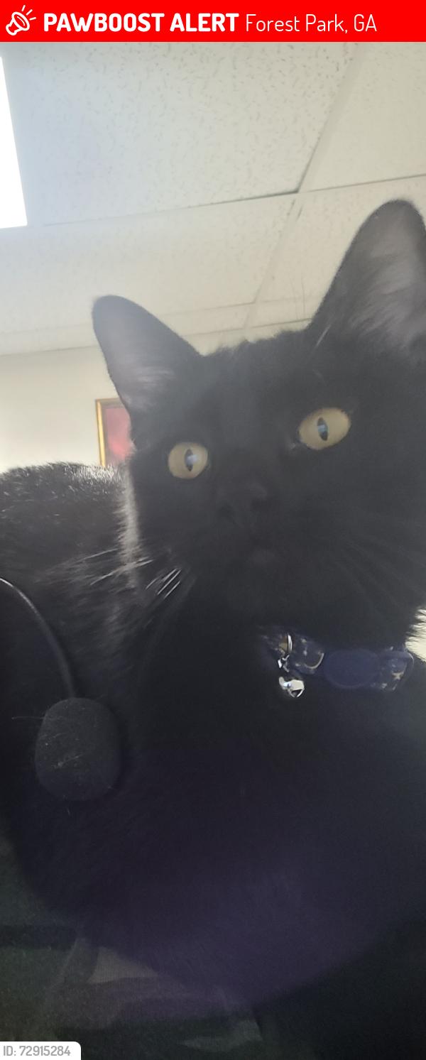 Lost Female Cat last seen Lookout Drive, Blueridge Drive, Conley Road, Jonesboro Road, Sierra Drive, Cloudland Drive, Kennesaw Drive, Cascade Drive, Forest Park, GA 30297